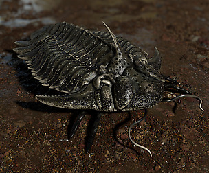 Trilobite 05 - Hoplolichas Furcifer
