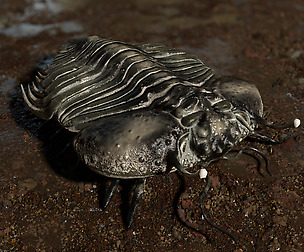 Trilobite 06 - CYBELE PANDER