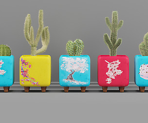 cactus in colorful decorative pots_01