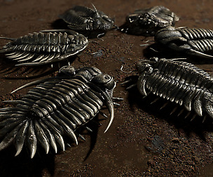 Trilobites Collection