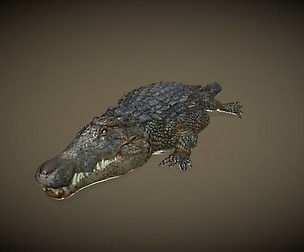 Aligator rigged animated