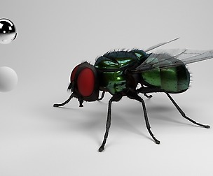 housefly