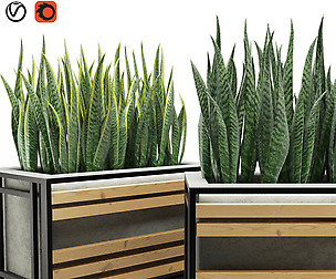 Sansevieria