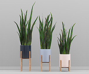 flower set_04 Sansevieria plant_01