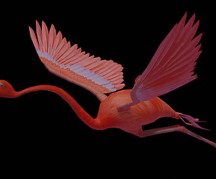 Flamingo flying