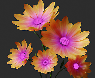 Daisy flowers