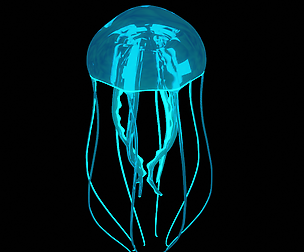 Jellyfish glowing