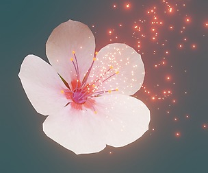 Cherry blossom