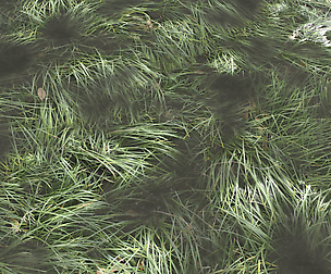 Water with algae and Plants 3 Textures