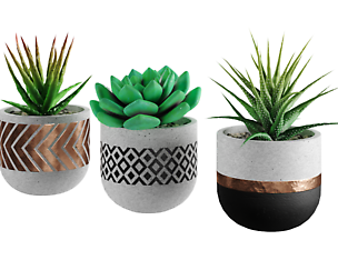 succulent collection 01