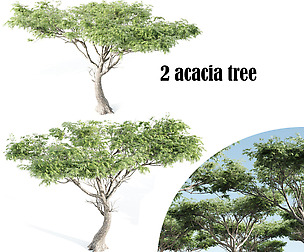 2 acacia tree