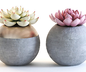 cactus_001