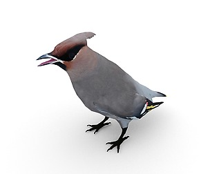 Waxwing