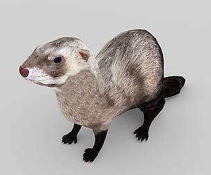 Ferret