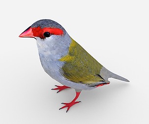 Red Browed Finch