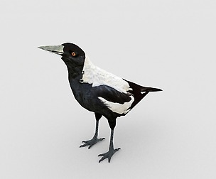 Magpie