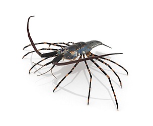 Langouste
