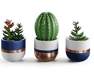 succulent colection 2 cactus plant