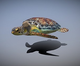 sea turtle