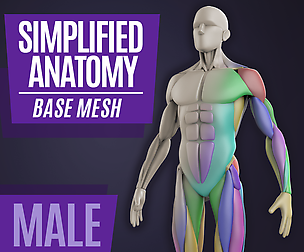 FREE - Simplified Anatomy Basemesh - Male