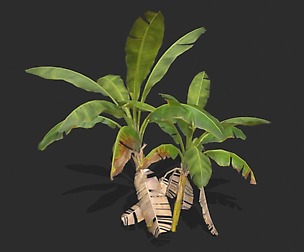 Banana Tree Free