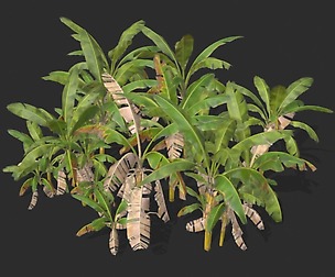 Banana Trees 03