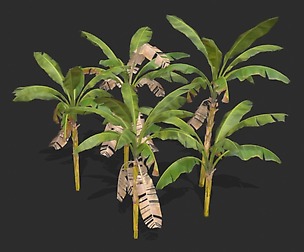 Banana Trees 02