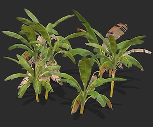 Banana Trees 01