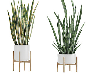 Sansevieria 2
