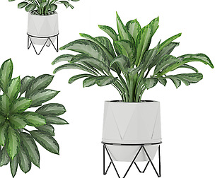 Aglaonema commutatum