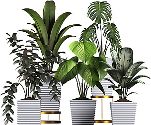 plants collection 3