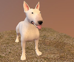 bull terrier
