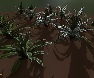 Yughues Rage2ish plant