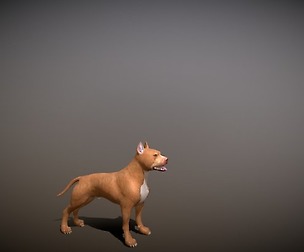 pitbull