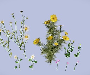 Wild flowers set