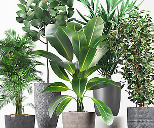 Plant collection01