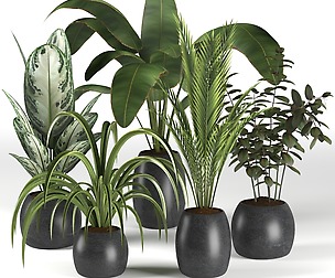 plants collection 4