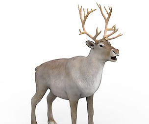 Reindeer