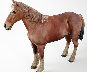 Realistic Horse