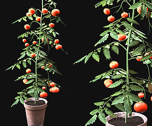 Tomato Plant