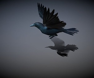crow flying
