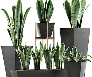 Plants Collection 29