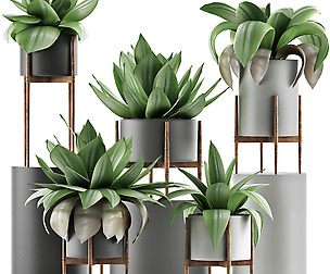 Plants Collection 30