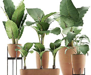 Plants Collection 31