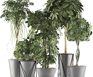 Plants Collection 32