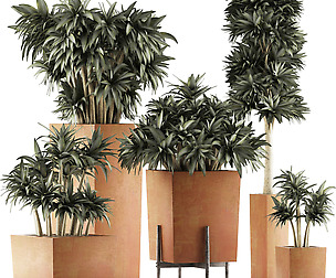 Plants Collection 33