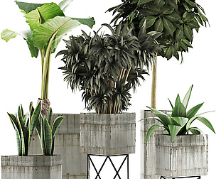 Plants Collection 34