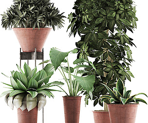 Plants Collection 35