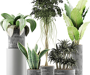 Plants Collection 36