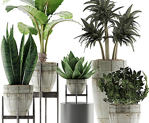 Plants Collection 37